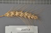 Click for 1 image(s) for this accession. Spike